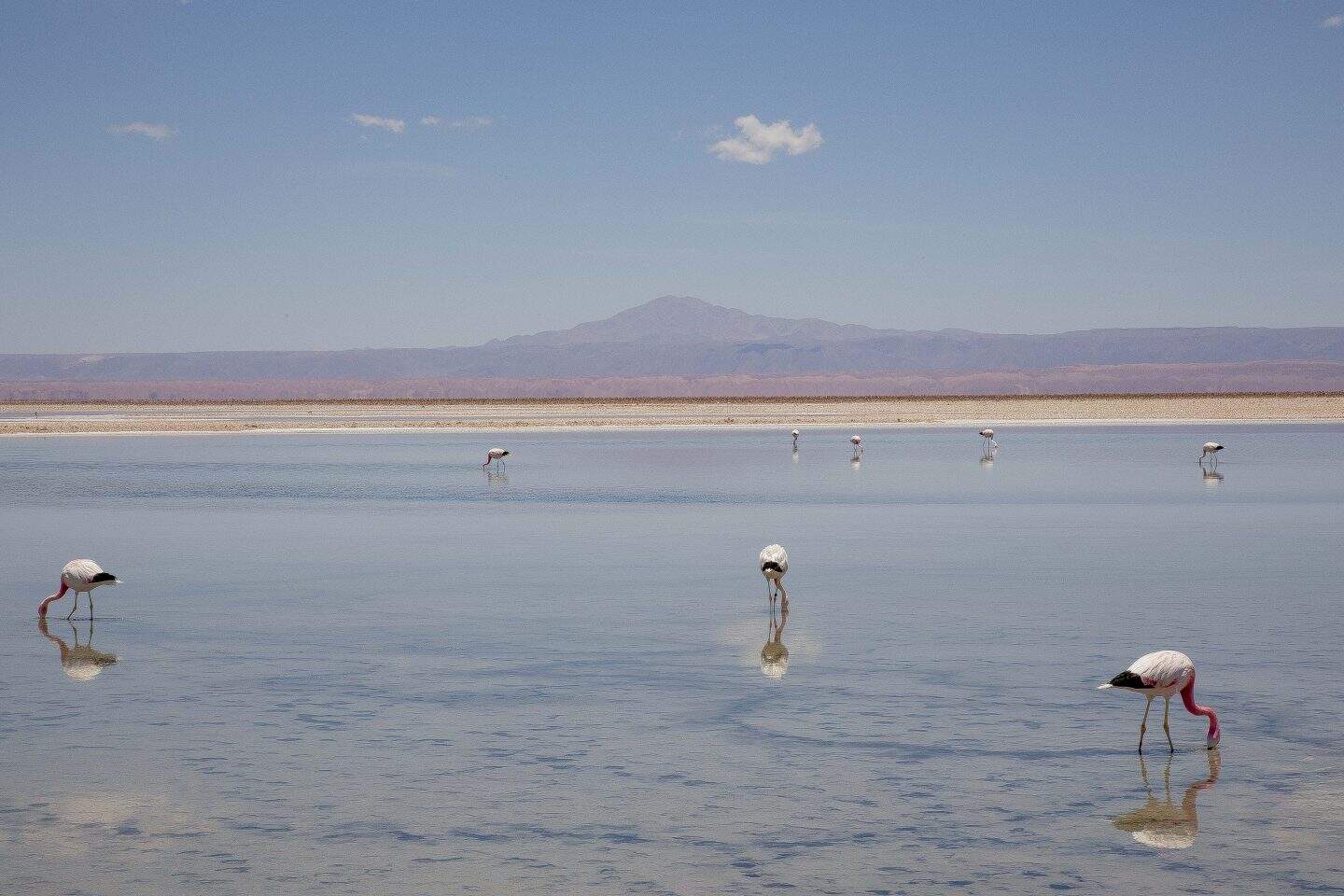 Flamingos on light blue-colored water in Atacama, Chile, woh purple-colored mountains in the background
