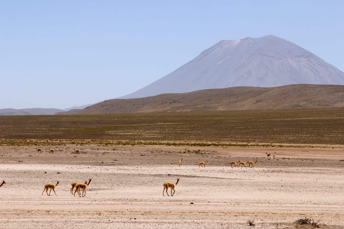 A desert with vicunas and a volcano in the background in Peru