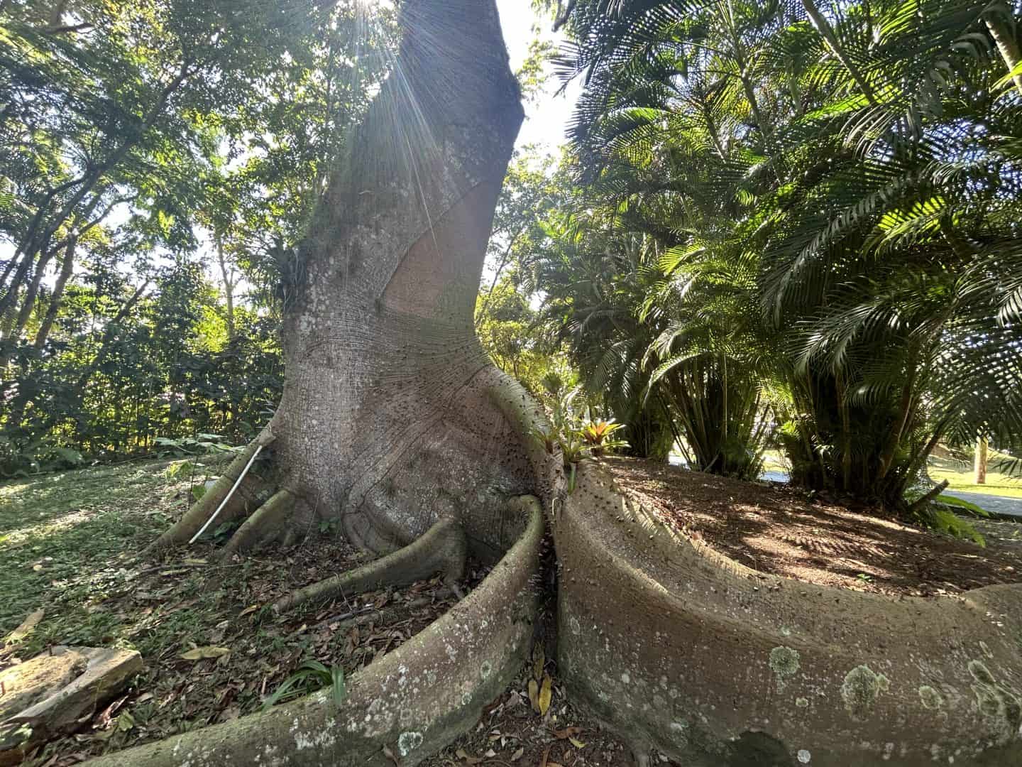 the roots of a large ceiba tree at El Oasis, a hotel in Aguada, Puerto Rico.