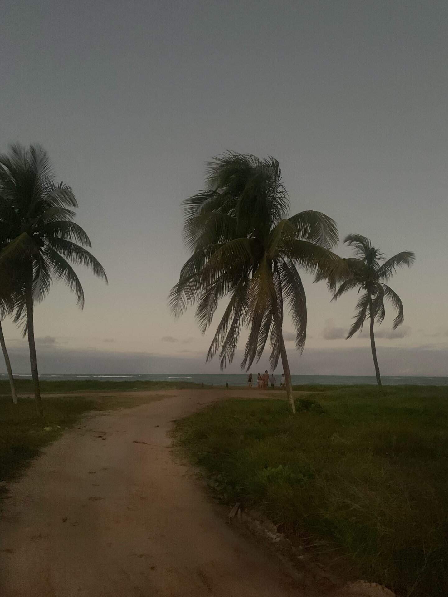 A dark grey sky behind palm trees swaying in the wind in front of the beach in Porto de Galinhas, Brazil. A dirt road leads to the beach in the distance.