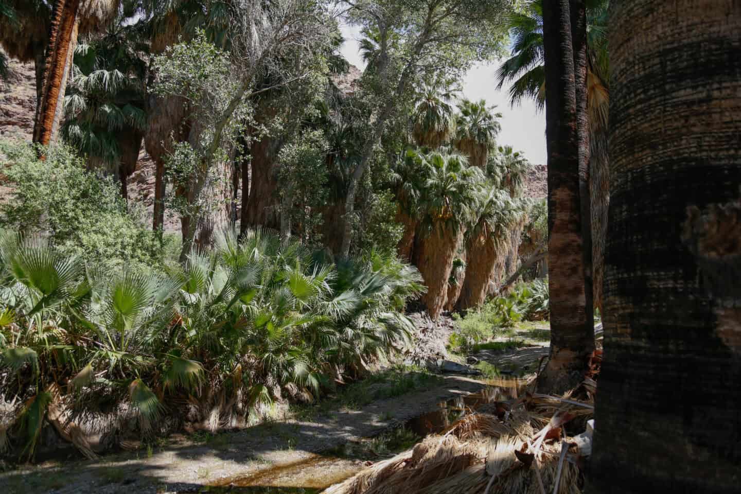 A small creek running through Palm Canyon, in Indian Canyon, Palm Springs. Surrounding the creek is greenery and California fan palm trees.