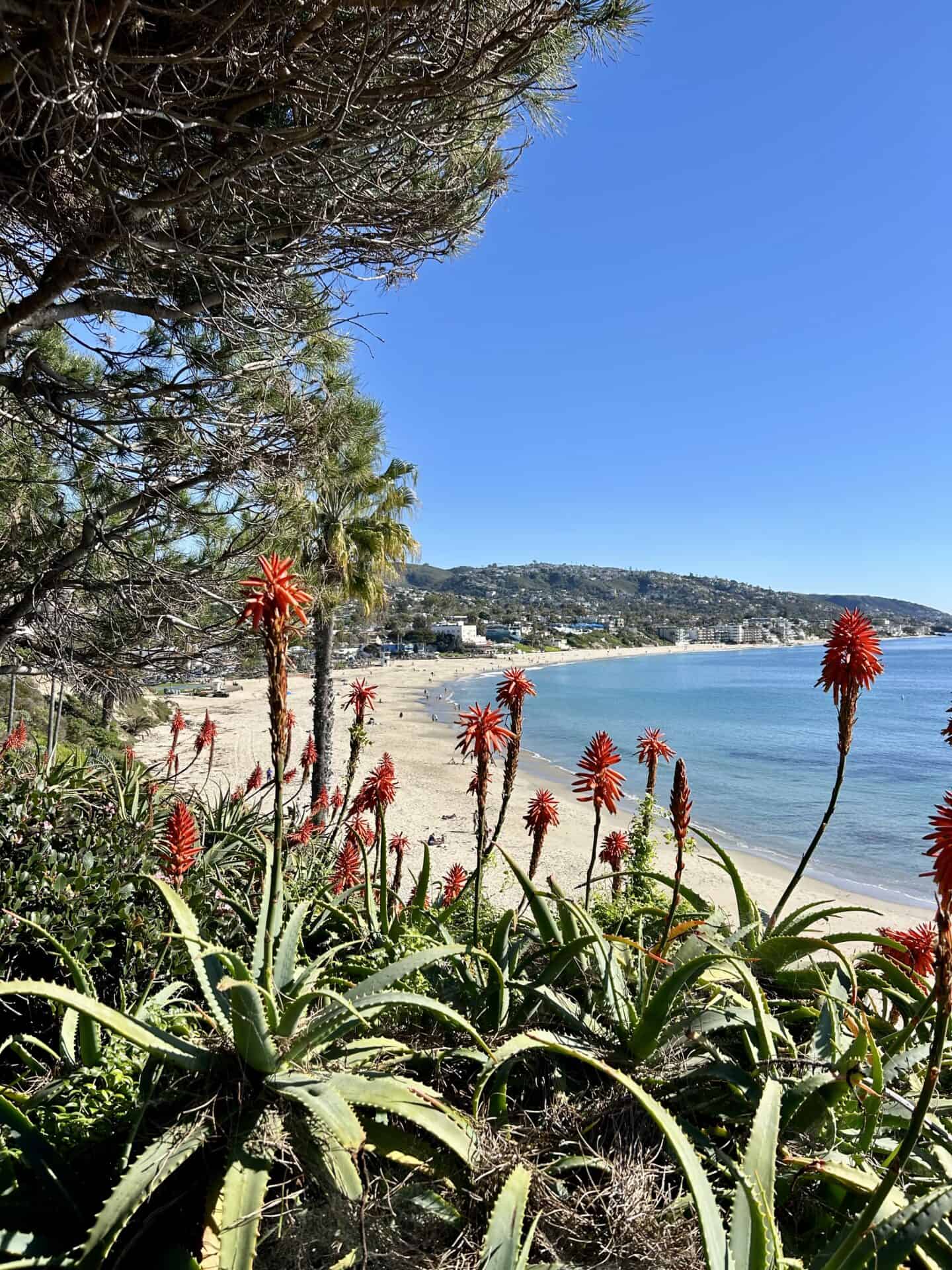 Red flowers, agave plants, and trees frame the beach visible from Heisler Park in Laguna Beach, California.