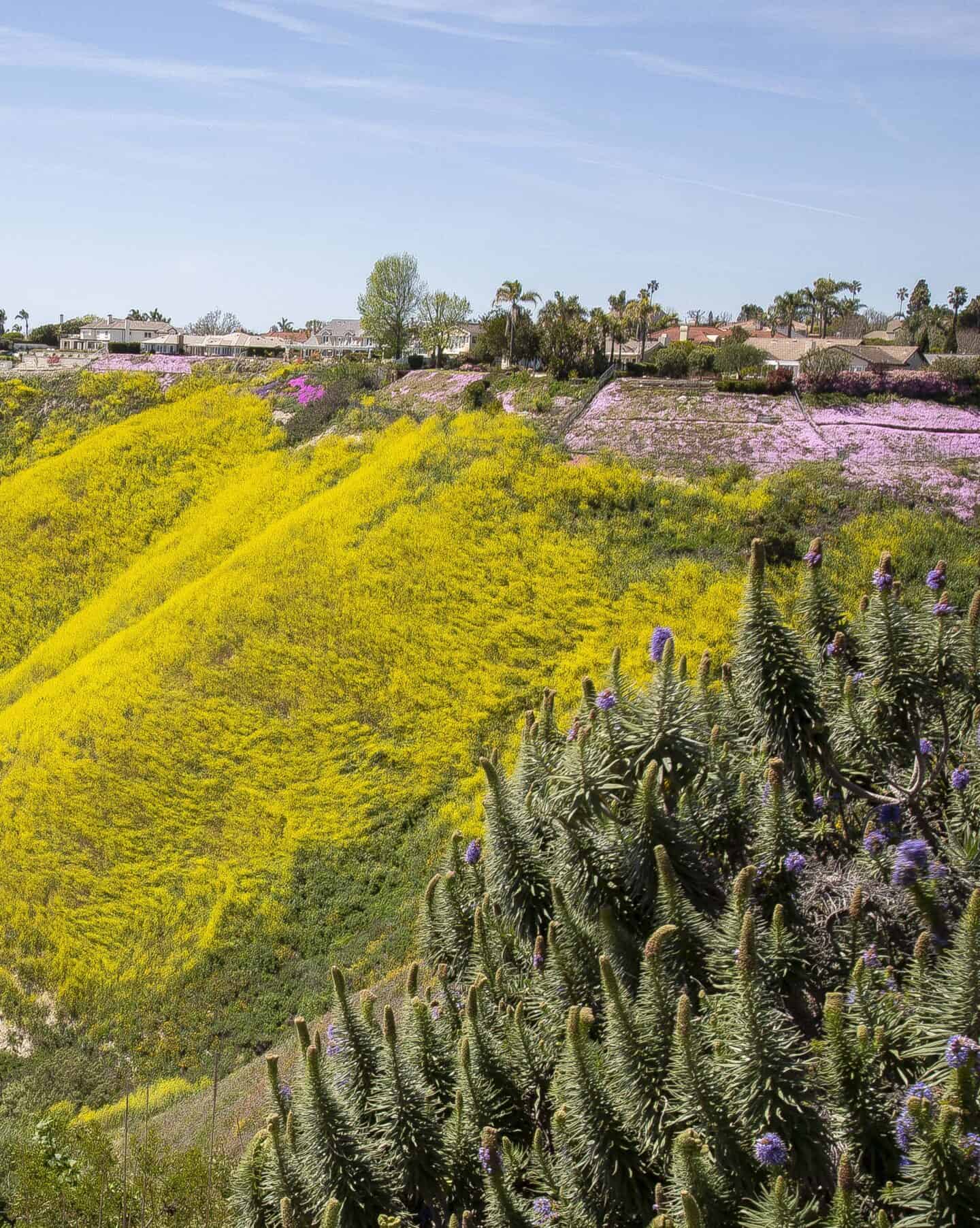 yellow wildflowers, along with some pink and purple flowers, cover a mountain in Palos Verdes, Los Angeles County.